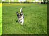 Tonysm.jpg Tony's Ohren fliegen auch schon picture by hundeguru