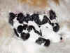 brassok_puppies.jpg (69896 Byte)