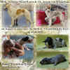 puppies_hitan_amour09.jpg (129770 Byte)