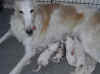ischyma_saphir_anna_puppies.jpg (64027 Byte)