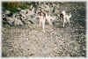 58006_6A.jpg (101424 Byte)