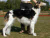 blisshound_excotica.jpg (73655 Byte)