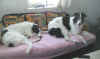 euphorie_6mo1.jpg (66101 Byte)