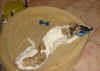 evalotte_bett.jpg (39320 Byte)