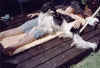 ischyma_elan_2j14.jpg (67659 Byte)