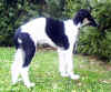 ischyma_elan_3mo3.jpg (97526 Byte)