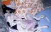 ischyma_elan_3mo5.jpg (47253 Byte)