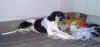 ischyma_elan_3mo.jpg (39777 Byte)