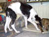 ischyma_elan_5mo6.jpg (54843 Byte)