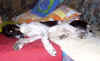 ischyma_elan_5mo7.jpg (48796 Byte)