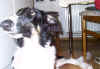 ischyma_elan_6mo1.jpg (48951 Byte)
