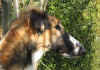 ischyma_errai_head1.jpg (87498 Byte)
