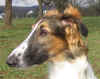 ischyma_errai_head.jpg (72963 Byte)