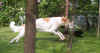 ischyma_esprit_11mo4.jpg (58685 Byte)