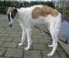 ischyma_evalotte_6mo3.jpg (64776 Byte)