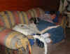 ischyma_evalotte_7mo1.jpg (62170 Byte)