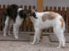 ischyma_evalotte_9mo3.jpg (77737 Byte)