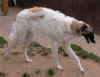 ischyma_evalotte_9mo4.jpg (53077 Byte)