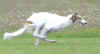 ischyma_evelyns_star_22mo_coursing1.jpg (41004 Byte)