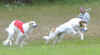 ischyma_evelyns_star_22mo_coursing.jpg (49133 Byte)