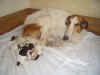 trilby_puppies.jpg (37747 Byte)