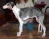 ischyma_fandango_4mo2.jpg (58755 Byte)