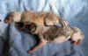 ischyma_fandango_litter1.jpg (73669 Byte)