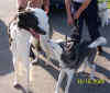 ischyma_gagarin_1j_hundeschule.jpg (86461 Byte)