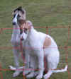 ischyma_garou_ginger_15wo.jpg (57402 Byte)