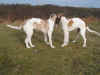 ischyma_garou_ginger_4_5mo.jpg (44672 Byte)