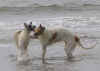 ischyma_garou_ginger_9mo.jpg (53767 Byte)