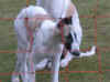 ischyma_ginger_15wo.jpg (46108 Byte)