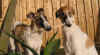 ischyma_ginger_garou_4_5mo.jpg (52890 Byte)