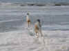 ischyma_ginger_garou_8mo_strand.jpg (52556 Byte)