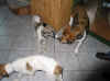 ischyma_ginger_garou_zuhause.jpg (46522 Byte)