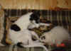 harmony_new_home1.jpg (56517 Byte)