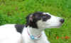ischyma_harmony_14wo2.jpg (61866 Byte)