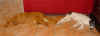 ischyma_harosjenkie_10w1.jpg (35109 Byte)