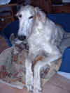 ischyma_herzog_9mo14.jpg (52487 Byte)