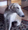 ischyma_herzog_9mo15.jpg (54760 Byte)