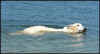ischyma_hitan_rayen_15mo_w1.jpg (66501 Byte)