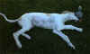 ischyma_hutchencen_hycoon_13w4.jpg (51664 Byte)