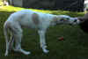 ischyma_hutchencen_hycoon_13w5.jpg (53627 Byte)