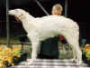 ischyma_imperial_6mo2.jpg (52462 Byte)