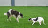 ischyma_irtysch_4mo1.jpg (52556 Byte)