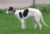 ischyma_irtysch_5mo5.jpg (66322 Byte)