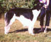 meyta_godiva_chihawk.jpg (75170 Byte)