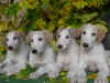 ischyma_saphir_puppies.jpg (196299 Byte)