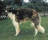 shandor_ad_zarenreich.jpg (61311 Byte)