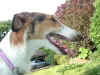 trilby_new_home4.jpg (53584 Byte)